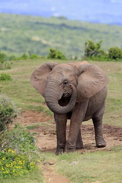African Elephant -Loxodonta africana-, young, Addo Elephant National Park, Eastern Cape, Suafrika