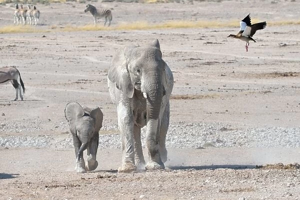 African Elephant -Loxodonta africana- with young, and Egyptian Goose -Alopochen aegyptiacus-, in flight, Newbroni waterhole, Etosha National Park, Namibia
