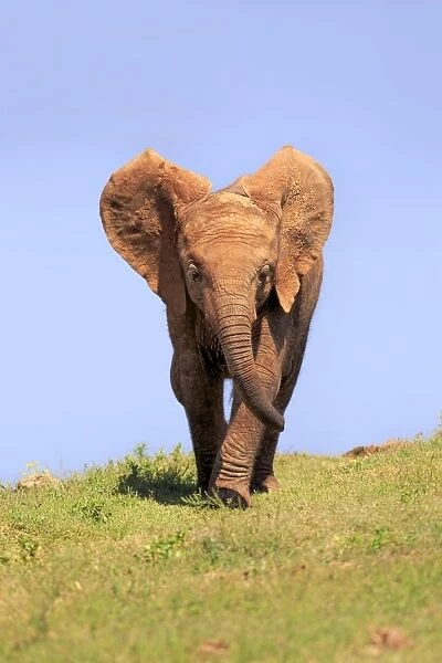African Elephant -Loxodonta africana-, young, Addo Elephant National Park, Eastern Cape, South Africa