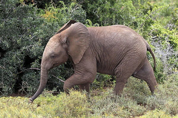 African Elephant -Loxodonta africana-, young, Addo Elephant National Park, Eastern Cape, South Africa
