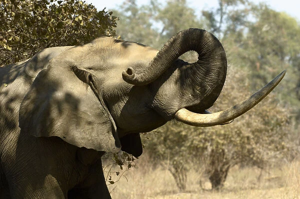 African Elephant, Mana Pools NP, Zimbabwe