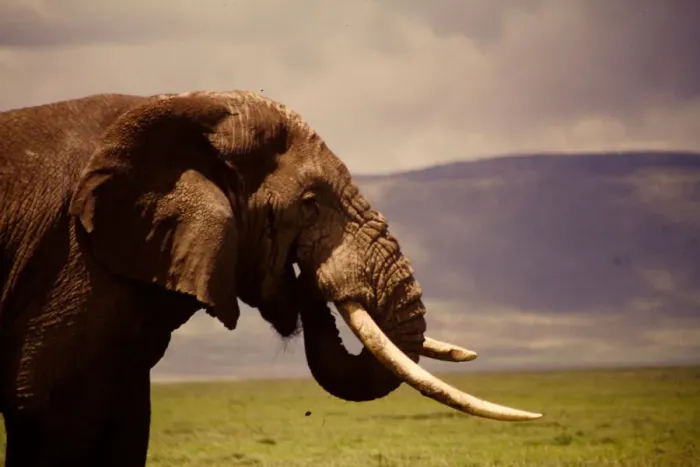 Framed Print : African Elephant on the Serengeti Framed Print : African Elephant on the Serengeti