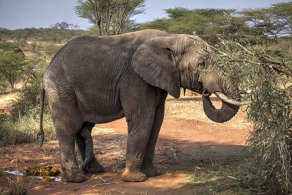 African Elephant in the Serengeti Park