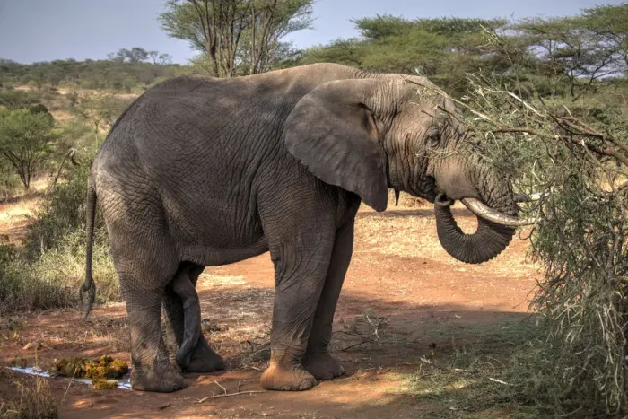 Framed Print : African Elephant in the Serengeti Park