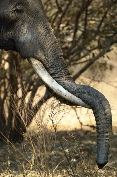 Framed Print : African Elephant, South Luangwa NP, Zambia