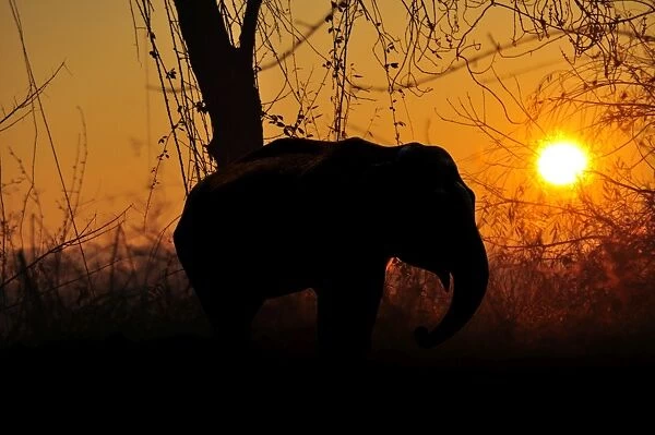 African elephant sunset