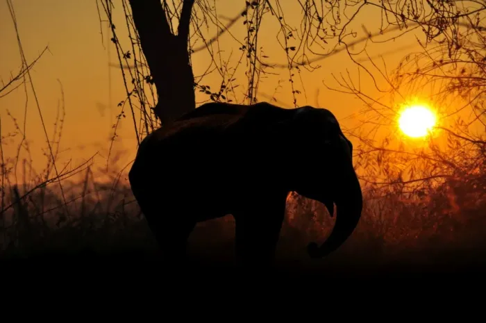 Framed Print : African elephant sunset Framed Print : African elephant sunset