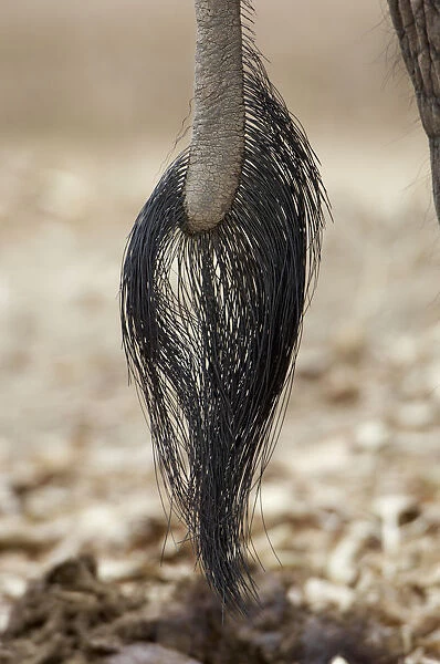 African Elephant tail (Loxoonta africana)