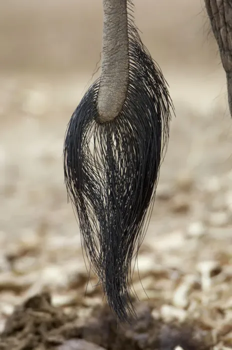 Framed Print : African Elephant tail (Loxoonta africana) Framed Print : African Elephant tail (Loxoonta africana)