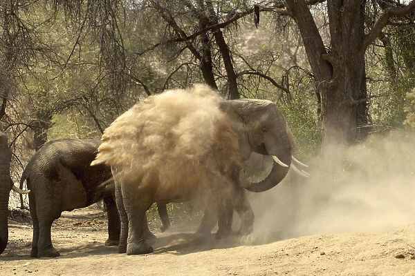 African Elephant, Ugab River, Namibia