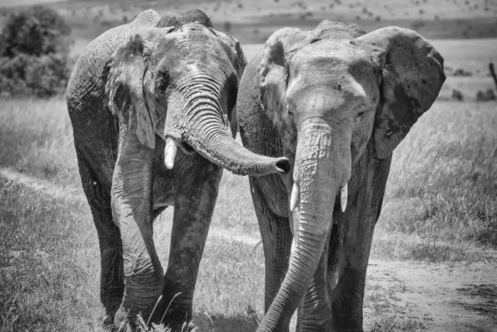 Framed Print : African Elephants Framed Print : African Elephants