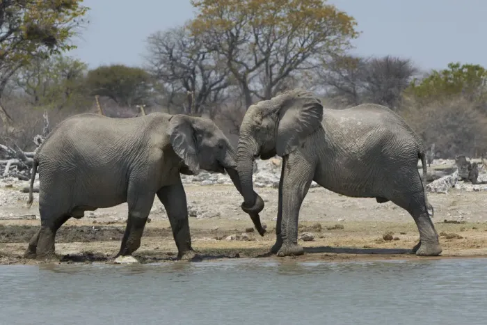 Framed Print : African elephants, Etosha National Park, Namibia Framed Print : African elephants, Etosha National Park, Namibia