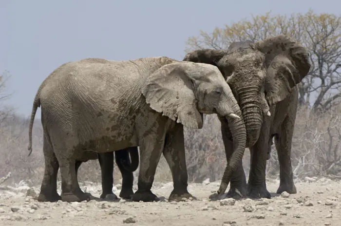 Framed Print : African elephants, Etosha National Park, Namibia Framed Print : African elephants, Etosha National Park, Namibia