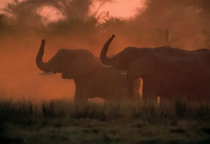 Framed Print : African Elephants (Loxodanta africana) in silhouette, Okvango Delta, B Framed Print : African Elephants (Loxodanta africana) in silhouette, Okvango Delta, B
