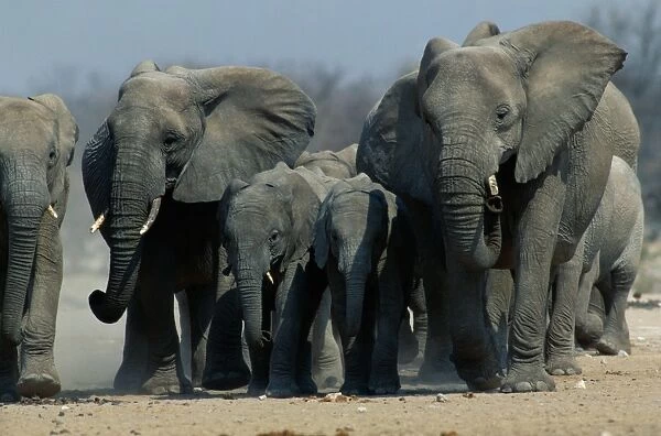 African Elephants (loxodonta africana), Etosha National Park, Namibia