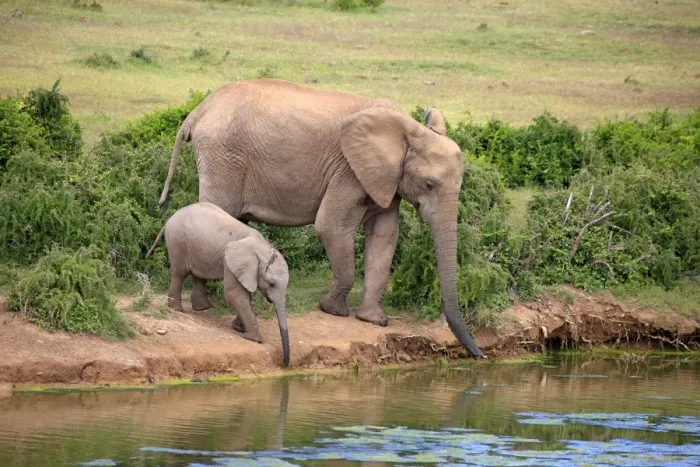 Framed Print : African Elephants -Loxodonta africana-, adult female with young by the water, drinking, Addo Elephant National Park, Eastern Cape, South Africa Framed Print : African Elephants -Loxodonta africana-, adult female with young by the water, drinking, Addo Elephant National Park, Eastern Cape, South Africa