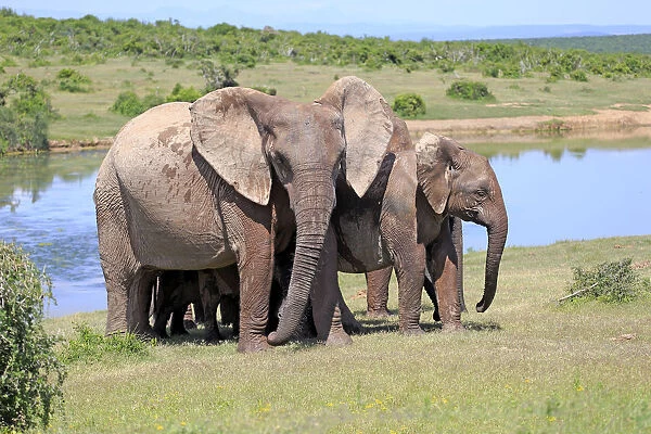 African Elephants -Loxodonta africana-, herd by the water, Addo Elephant National Park, Eastern Cape, South Africa