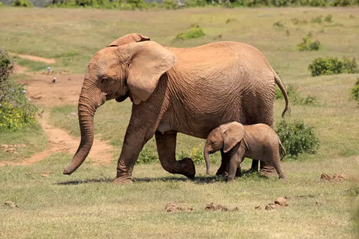 Framed Print : African Elephants -Loxodonta africana-, adult female with young, Addo Elephant National Park, Eastern Cape, South Africa Framed Print : African Elephants -Loxodonta africana-, adult female with young, Addo Elephant National Park, Eastern Cape, South Africa