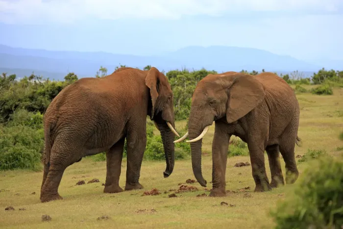 Framed Print : African Elephants -Loxodonta africana-, two adult males posturing, Addo Elephant National Park, Eastern Cape, South Africa Framed Print : African Elephants -Loxodonta africana-, two adult males posturing, Addo Elephant National Park, Eastern Cape, South Africa