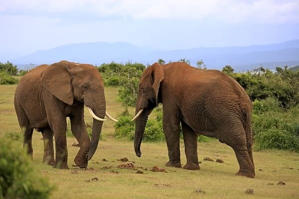 African Elephants -Loxodonta africana-, two adult males posturing, Addo Elephant National Park, Eastern Cape, South Africa