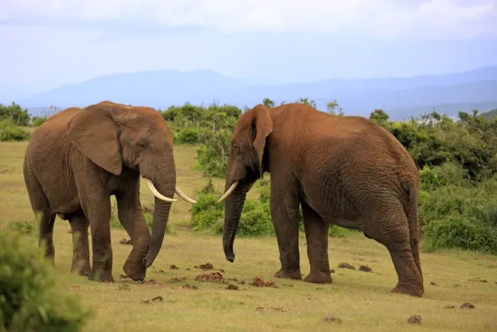 Framed Print : African Elephants -Loxodonta africana-, two adult males posturing, Addo Elephant National Park, Eastern Cape, South Africa Framed Print : African Elephants -Loxodonta africana-, two adult males posturing, Addo Elephant National Park, Eastern Cape, South Africa