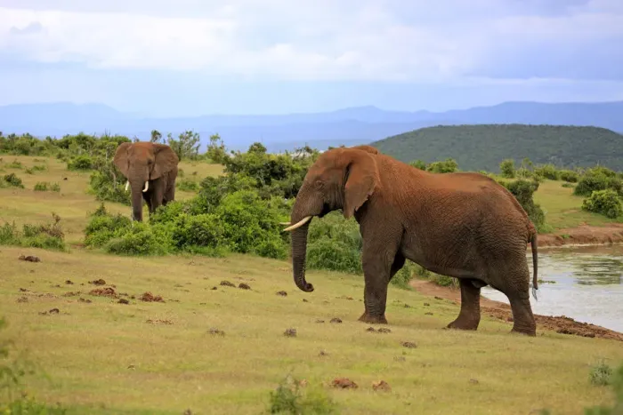 Framed Print : African Elephants -Loxodonta africana-, two adult males posturing, Addo Elephant National Park, Eastern Cape, South Africa