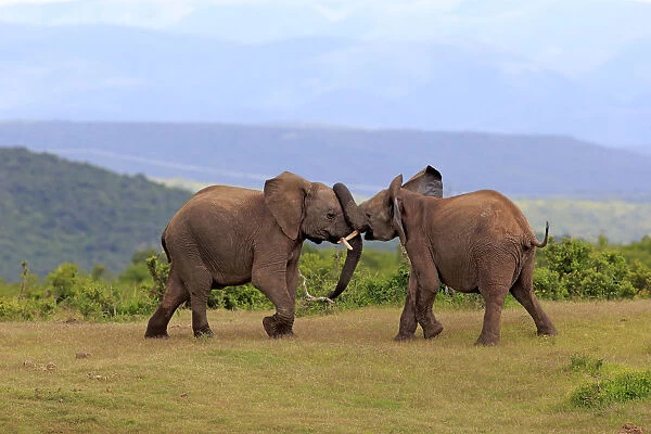 African Elephants -Loxodonta africana-, adult males fighting, social behavior, Addo Elephant National Park, Eastern Cape, South Africa