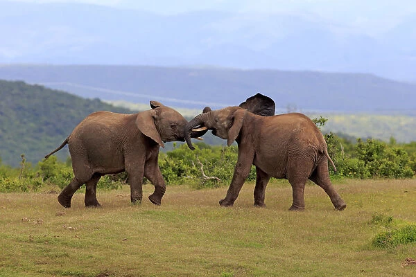 African Elephants -Loxodonta africana-, adult males fighting, social behavior, Addo Elephant National Park, Eastern Cape, South Africa