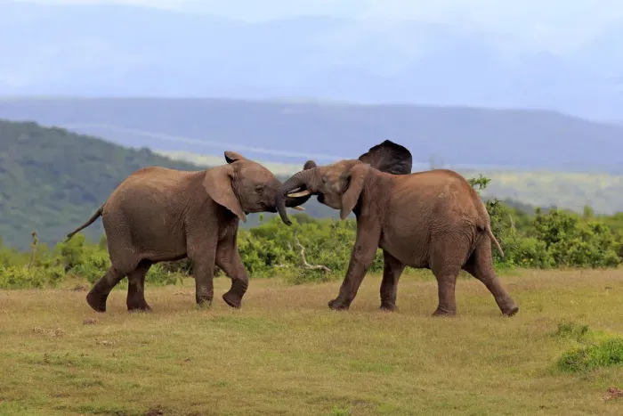 Framed Print : African Elephants -Loxodonta africana-, adult males fighting, social behavior, Addo Elephant National Park, Eastern Cape, South Africa