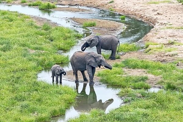 African Elephants -Loxodonta africana-, herd at river, Tarangire, Tanzania