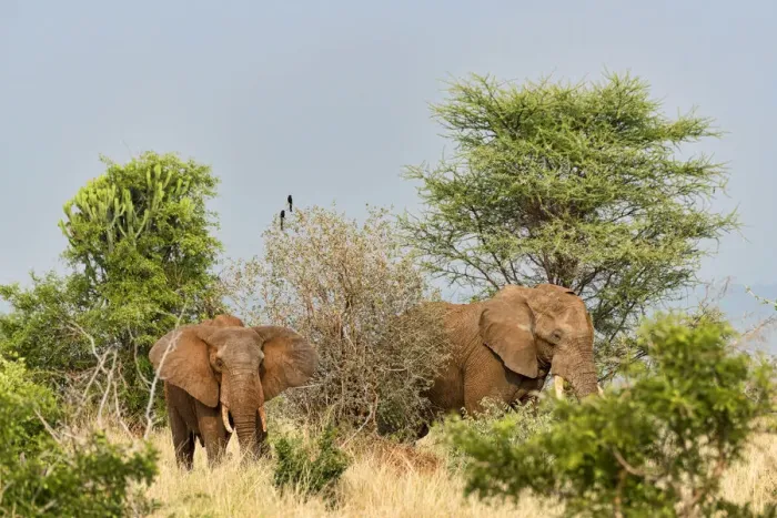 Framed Print : African Elephants -Loxodonta africana-, Tarangire, Tanzania