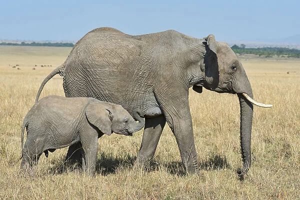 African Elephants -Loxodonta africana-, adult female with calf, at the Mara, Msai Mara National Reserve, Kenya
