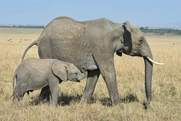 Framed Print : African Elephants -Loxodonta africana-, adult female with calf, at the Mara, Msai Mara National Reserve, Kenya Framed Print : African Elephants -Loxodonta africana-, adult female with calf, at the Mara, Msai Mara National Reserve, Kenya