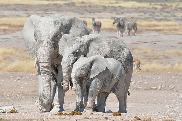 African Elephants -Loxodonta africana-, covered with mud, near Newbroni waterhole, Etosha National Park, Namibia