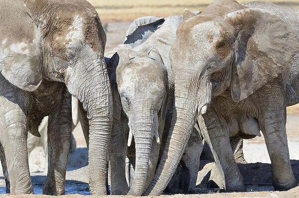 African Elephants -Loxodonta africana-, covered with dried mud, drinking at Newbroni waterhole, Etosha National Park, Namibia