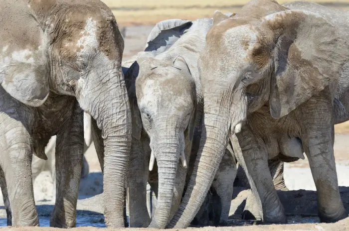 Framed Print : African Elephants -Loxodonta africana-, covered with dried mud, drinking at Newbroni waterhole, Etosha National Park, Namibia Framed Print : African Elephants -Loxodonta africana-, covered with dried mud, drinking at Newbroni waterhole, Etosha National Park, Namibia