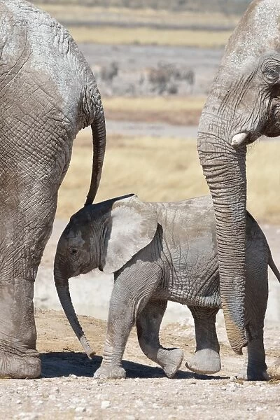 African Elephants -Loxodonta africana-, a baby surrounded by two adults, at Newbroni waterhole, Etosha National Park, Namibia