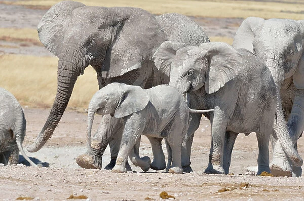 African Elephants -Loxodonta africana-, covered with mud, near Newbroni waterhole, Etosha National Park, Namibia