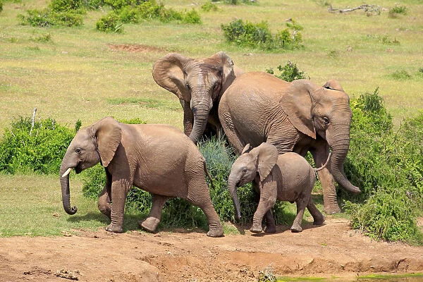 African Elephants -Loxodonta africana-, group with young, Addo Elephant National Park, Eastern Cape, South Africa
