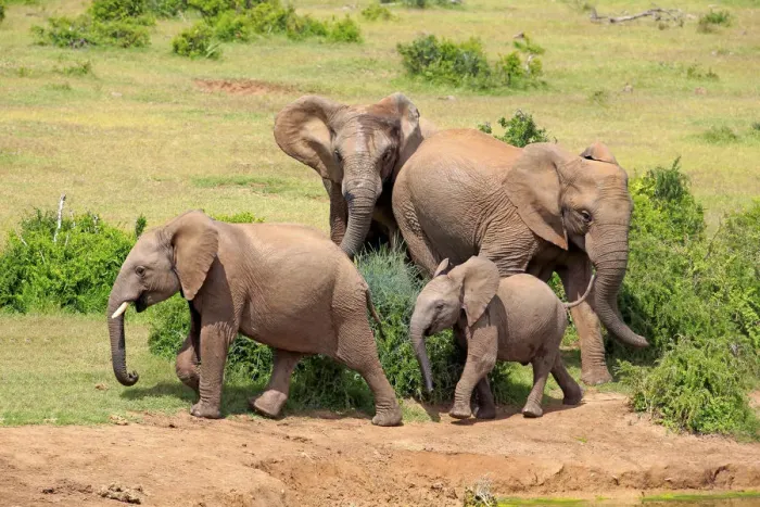 Framed Print : African Elephants -Loxodonta africana-, group with young, Addo Elephant National Park, Eastern Cape, South Africa