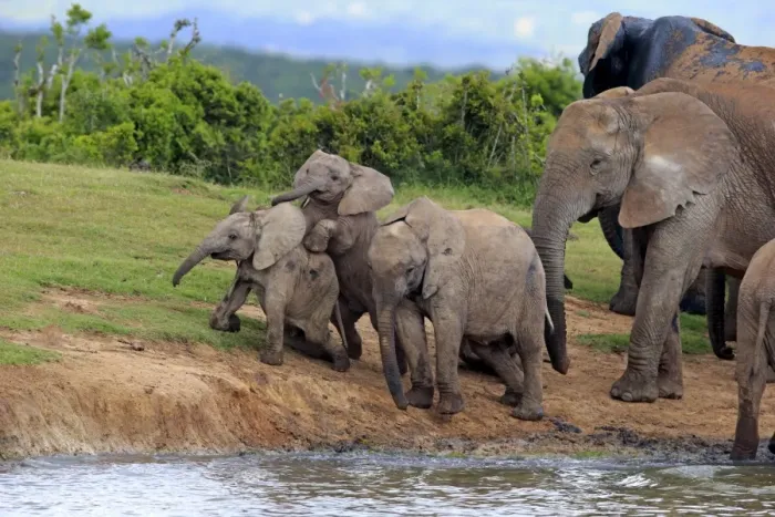 Framed Print : African Elephants -Loxodonta africana-, herd with young animals at the waterhole, Addo Elephant National Park, Eastern Cape, South Africa Framed Print : African Elephants -Loxodonta africana-, herd with young animals at the waterhole, Addo Elephant National Park, Eastern Cape, South Africa