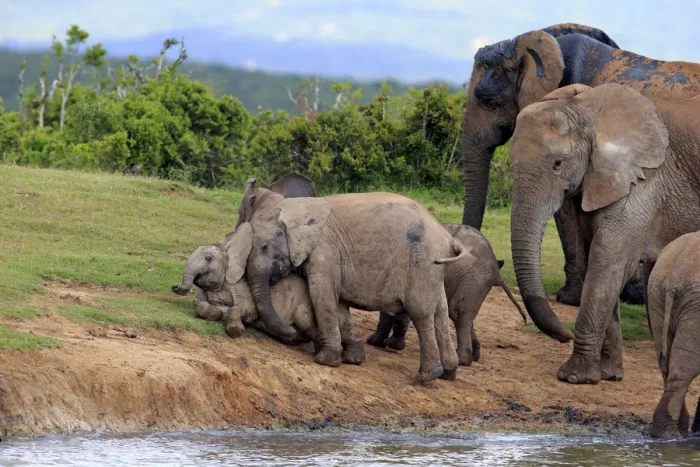 Framed Print : African Elephants -Loxodonta africana-, herd with young animals at the waterhole, Addo Elephant National Park, Eastern Cape, South Africa