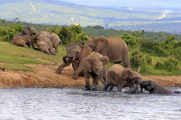 African Elephants -Loxodonta africana-, herd with young animals at the waterhole, Addo Elephant National Park, Eastern Cape, South Africa