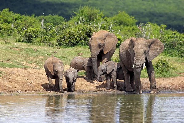 African Elephants -Loxodonta africana-, herd with young animals at the waterhole, Addo Elephant National Park, Eastern Cape, South Africa