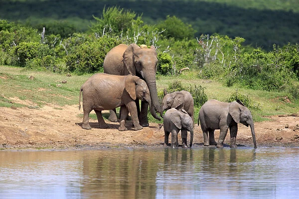 African Elephants -Loxodonta africana-, adult with young animals at the waterhole, Addo Elephant National Park, Eastern Cape, South Africa