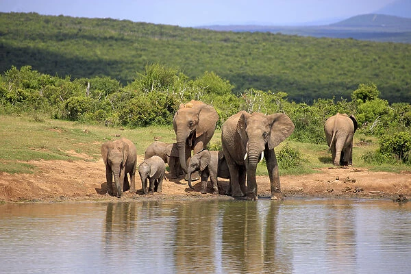 African Elephants -Loxodonta africana-, herd with young animals at the waterhole, Addo Elephant National Park, Eastern Cape, Sudafrikalour