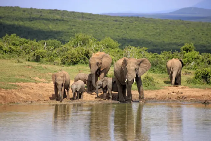 Framed Print : African Elephants -Loxodonta africana-, herd with young animals at the waterhole, Addo Elephant National Park, Eastern Cape, Sudafrikalour