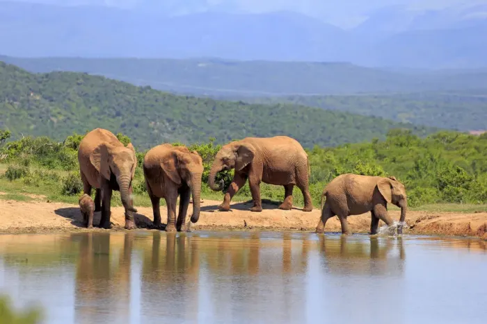 Framed Print : African Elephants -Loxodonta africana-, herd with young at the waterhole, Addo Elephant National Park, Eastern Cape, South Africa Framed Print : African Elephants -Loxodonta africana-, herd with young at the waterhole, Addo Elephant National Park, Eastern Cape, South Africa