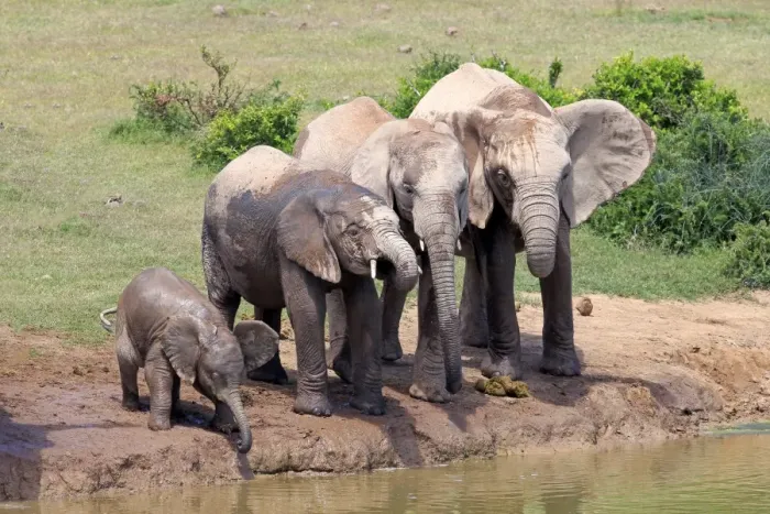 Framed Print : African Elephants -Loxodonta africana-, herd with young at the waterhole, Addo Elephant National Park, Eastern Cape, South Africa Framed Print : African Elephants -Loxodonta africana-, herd with young at the waterhole, Addo Elephant National Park, Eastern Cape, South Africa