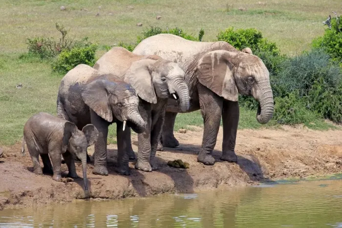 Framed Print : African Elephants -Loxodonta africana-, herd with young at the waterhole, Addo Elephant National Park, Eastern Cape, South Africa